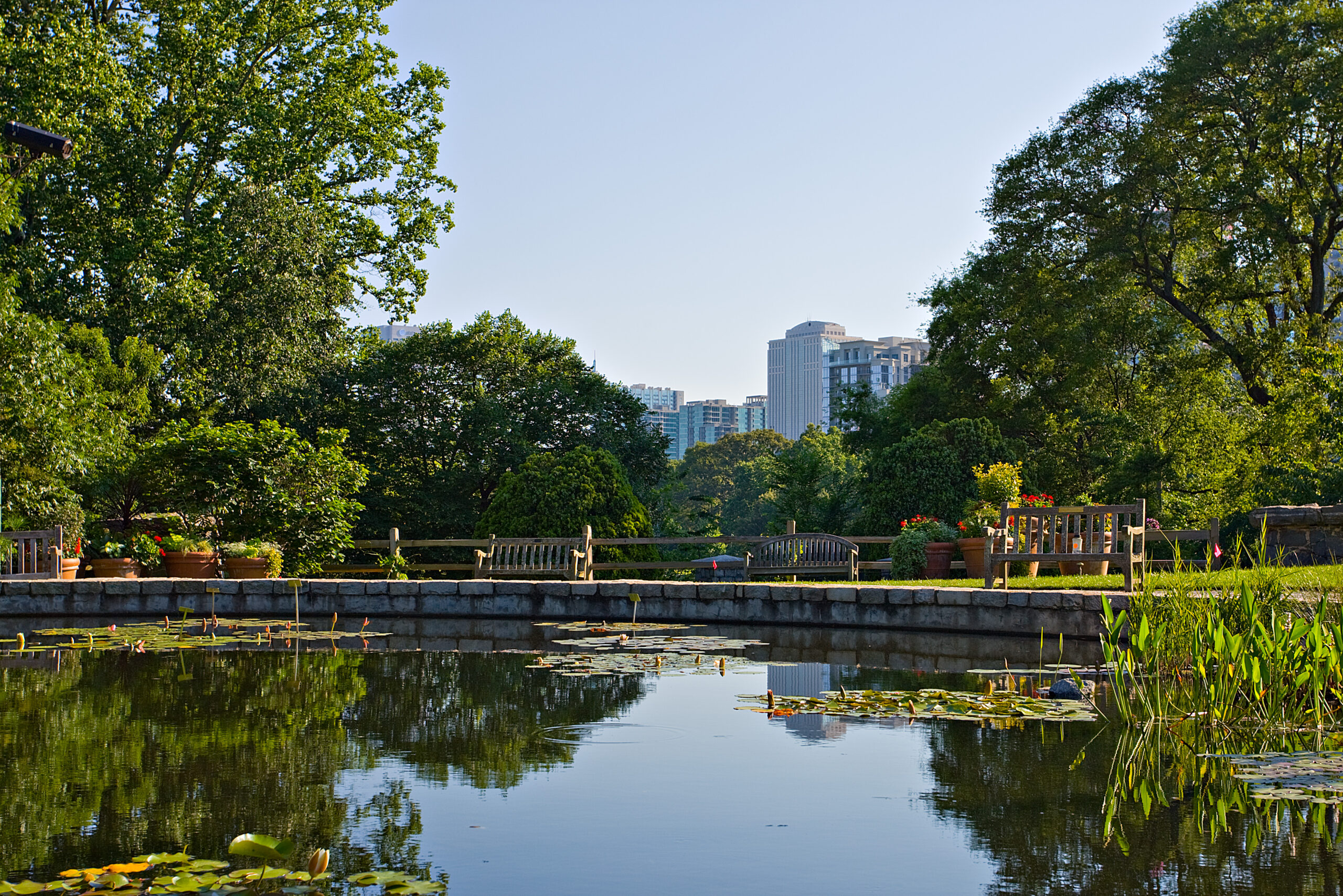 Wooden benches line a stone edge beside a calm pond with lily pads, framed by green trees and a distant city skyline under a clear blue sky.