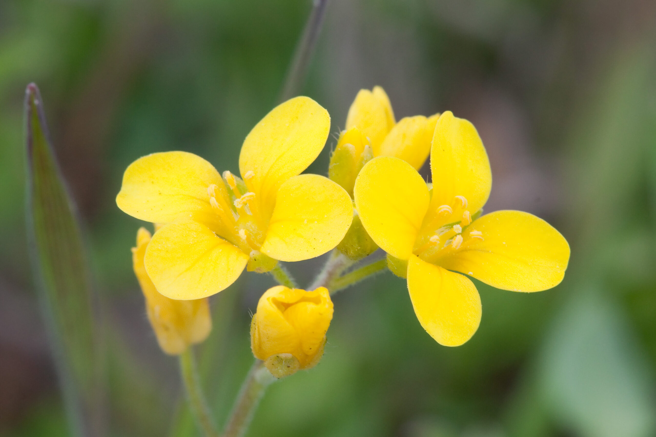 nashville-local-mustard-display - FIND-A-STAY Close-up of bright yellow flower petals with a soft green blurred background, focusing on the bloom's delicate stamens and curved petals.